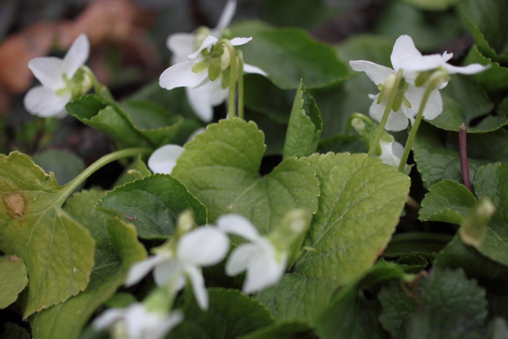 Viola odorata bianca?  Viola alba?   Da rianalizzare